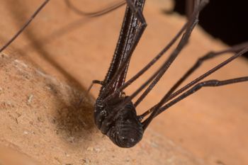Media type: image; Invertebrate Zoology 132615